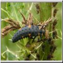 Marienkaeferlarve - Coccinella septempunctata 02.jpg